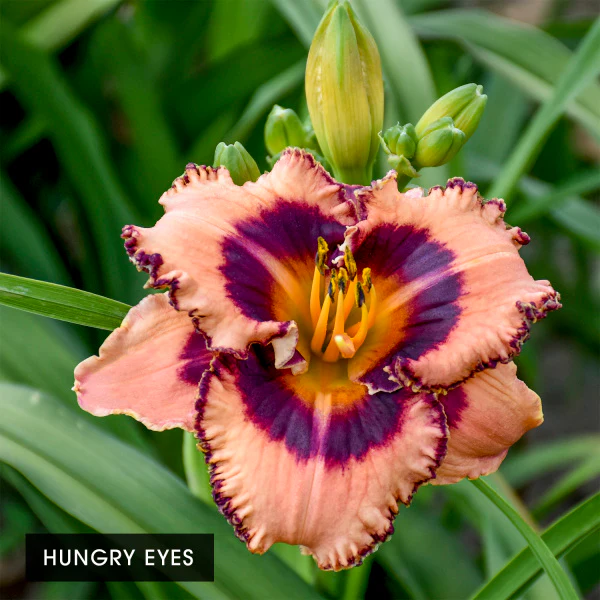 Color POP Reblooming Daylily Collection - Image 3