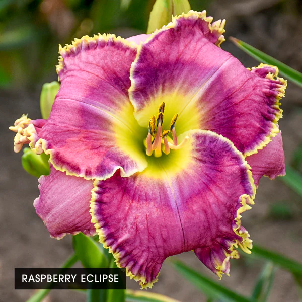 Color POP Reblooming Daylily Collection - Image 4