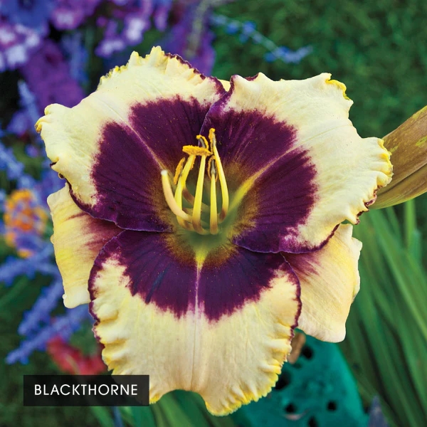 Color POP Reblooming Daylily Collection - Image 5