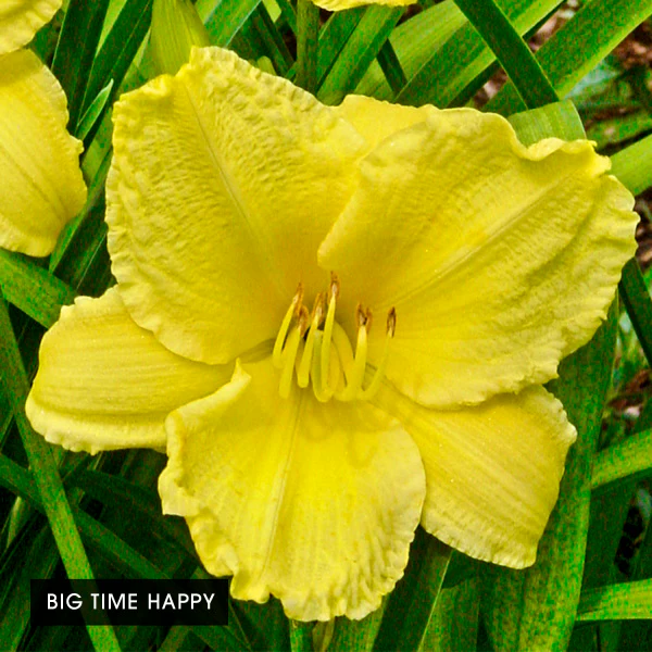 Color POP Reblooming Daylily Collection - Image 6