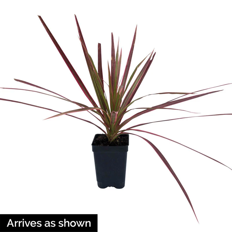 Colorama Dracaena - Image 2