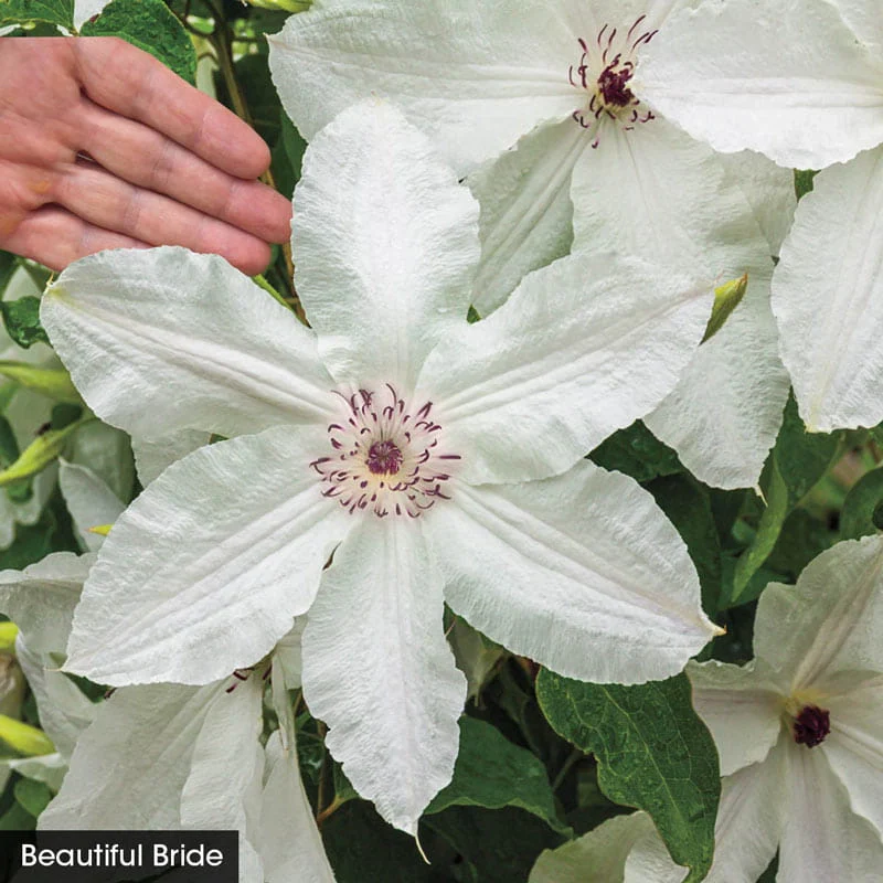 Colossal Blooms Clematis Collection - Image 2