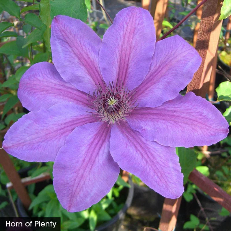 Colossal Blooms Clematis Collection - Image 3