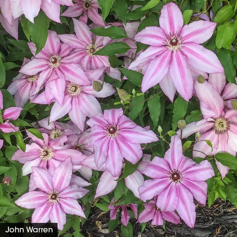 Colossal Blooms Clematis Collection - Image 4