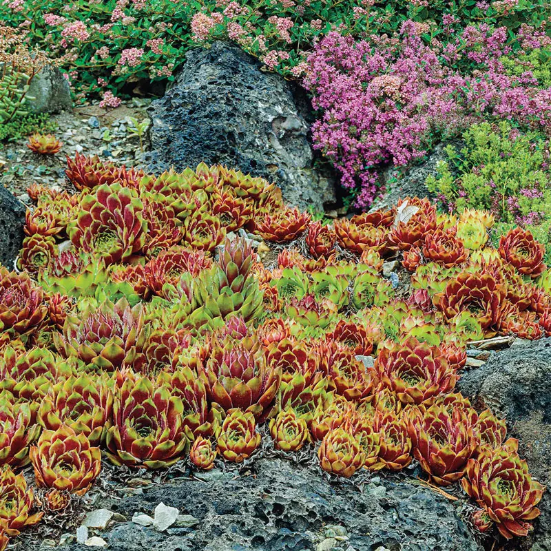 Commander Hay Hens & Chicks