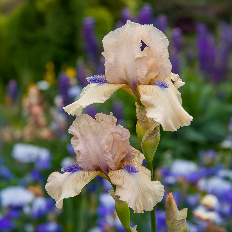 Concertina KickStart™ Reblooming Iris - Image 3