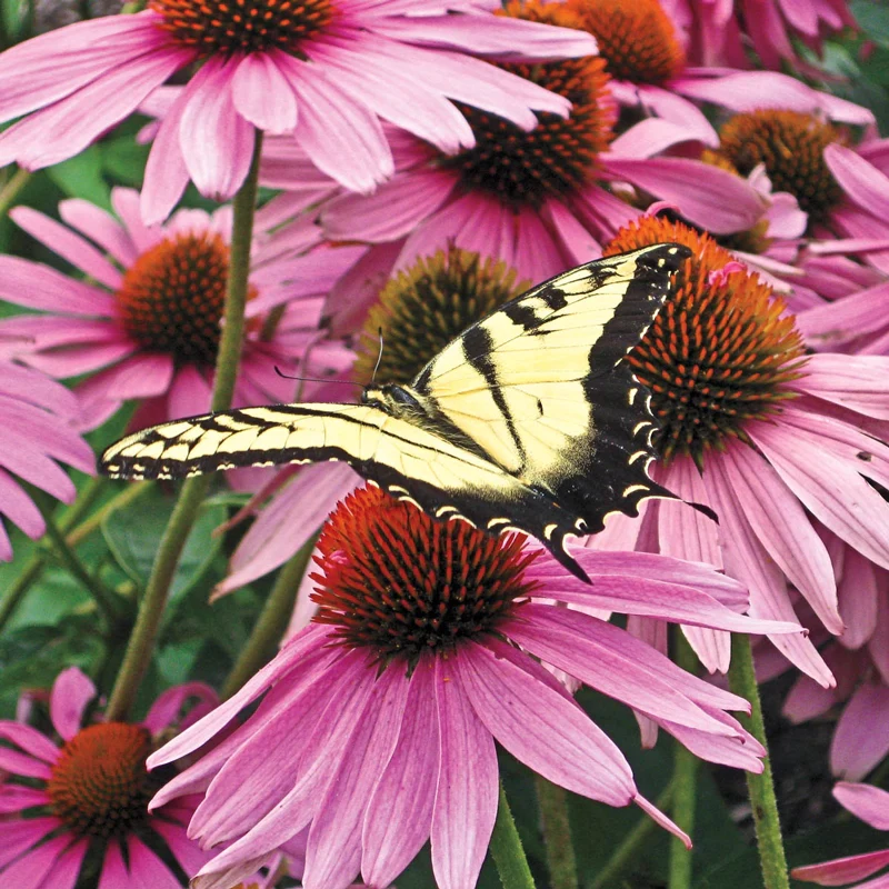 Coneflower Purple Magnus - Image 2