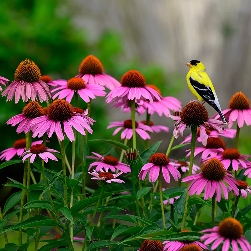 Coneflower Purple Magnus - Image 5