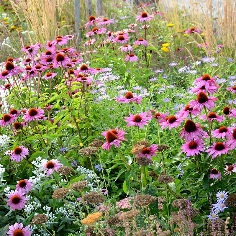 Coneflower Purple Magnus - Image 6