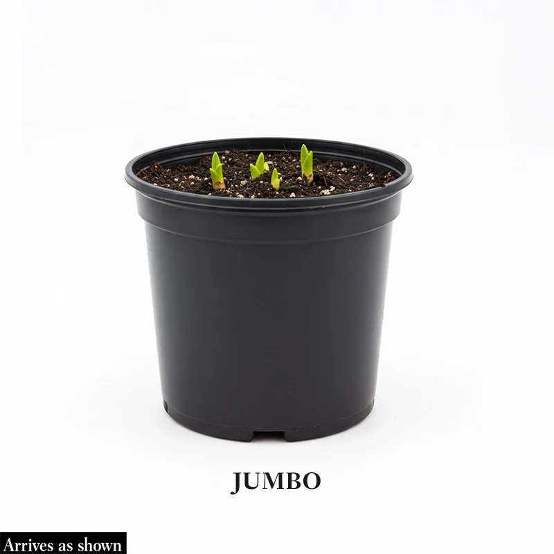Coneflower Purple Magnus - Image 8