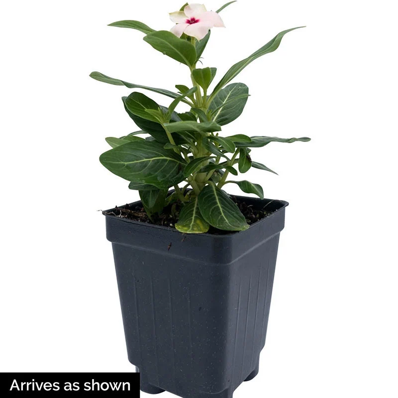 Cora® Cascade Peach Blush Vinca - Image 2