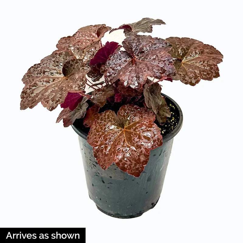 Catching Fire Heucherella - Image 5
