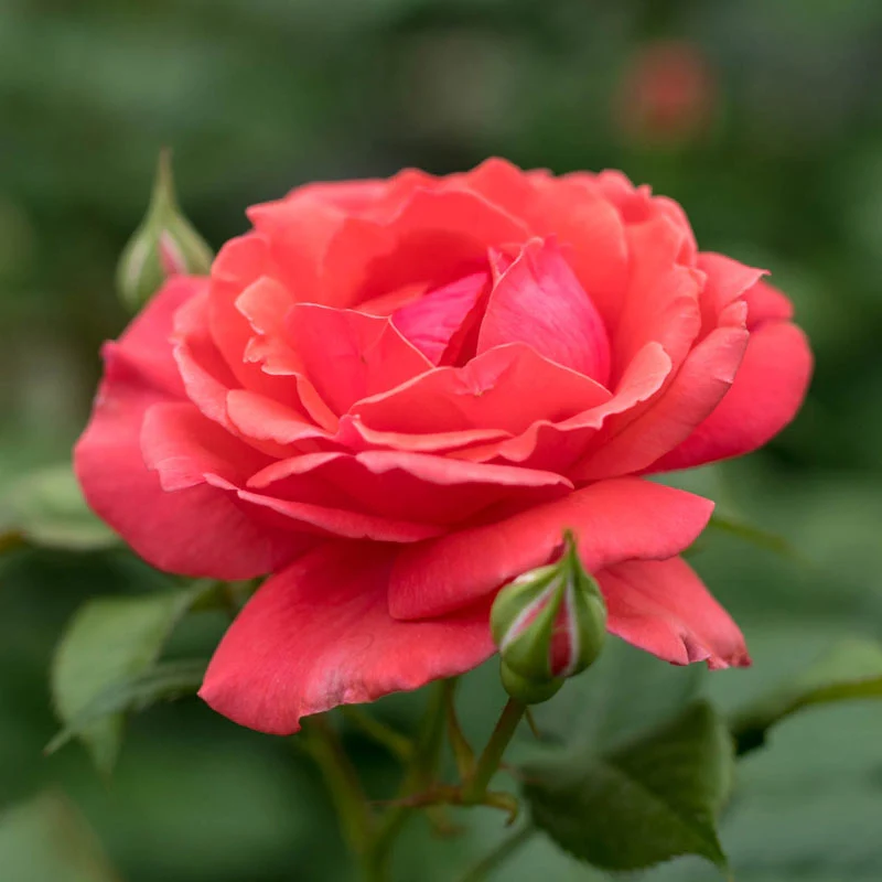 Coral Freedom Rose - Image 2