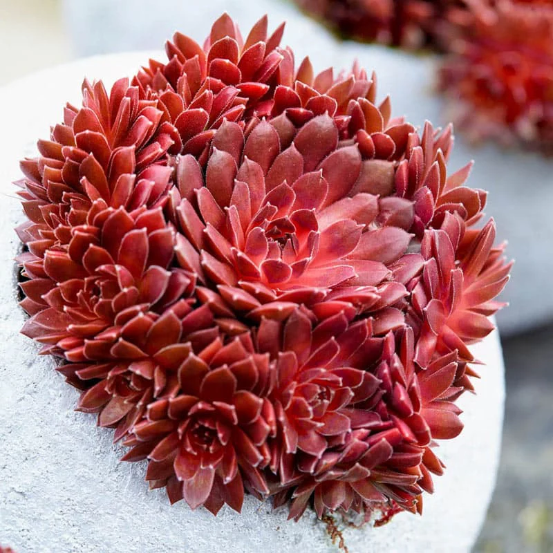 Coral Red Hens & Chicks - Image 2
