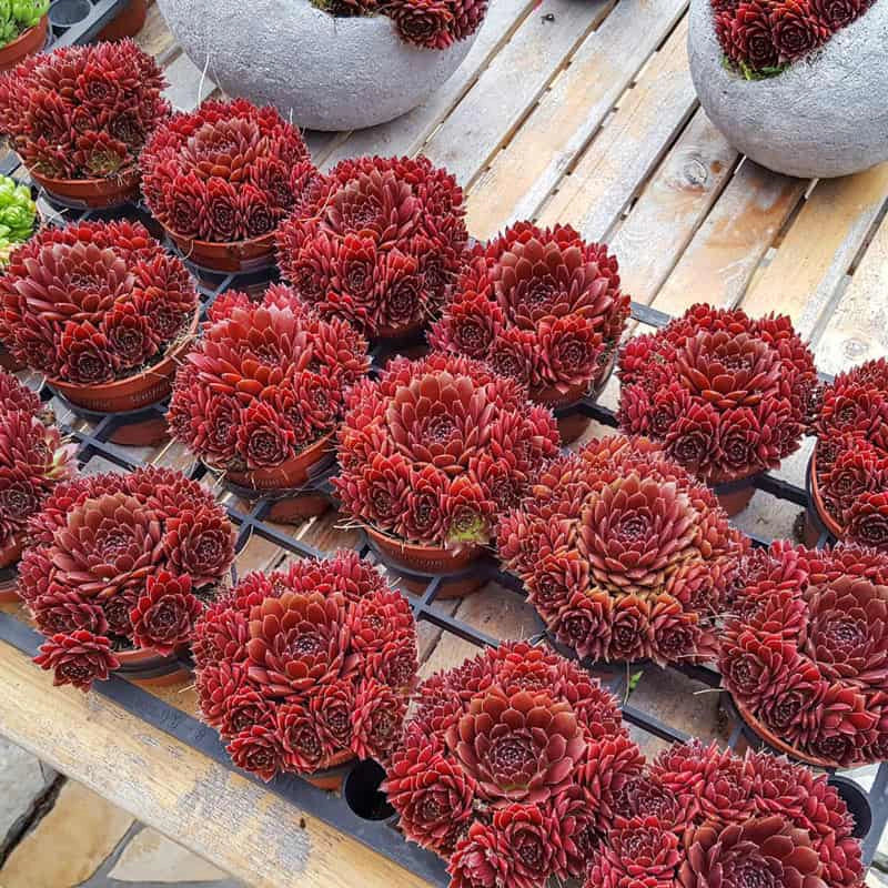 Coral Red Hens & Chicks - Image 3