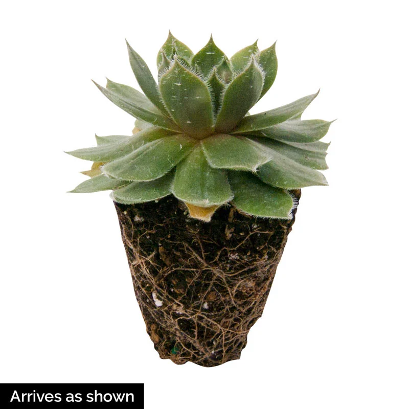Coral Red Hens & Chicks - Image 4