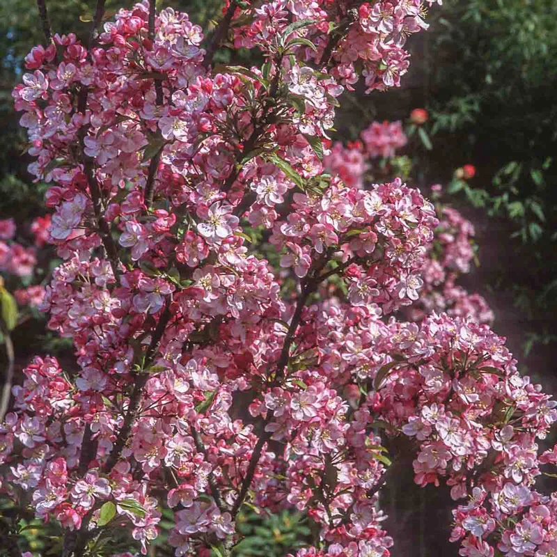 Coralburst® Crabapple