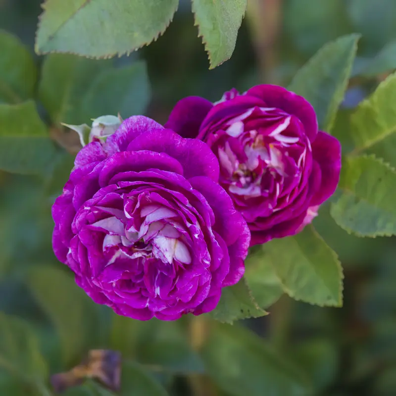 Cosmic Clouds™ Shrub Rose - Image 10