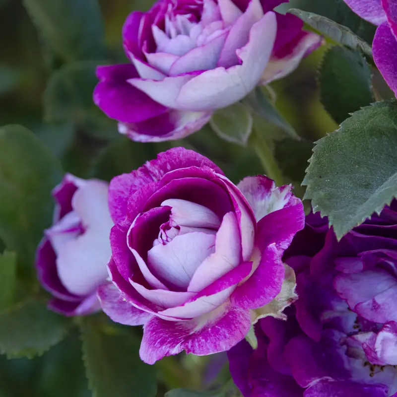 Cosmic Clouds™ Shrub Rose - Image 11