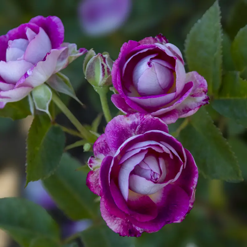 Cosmic Clouds™ Shrub Rose - Image 12