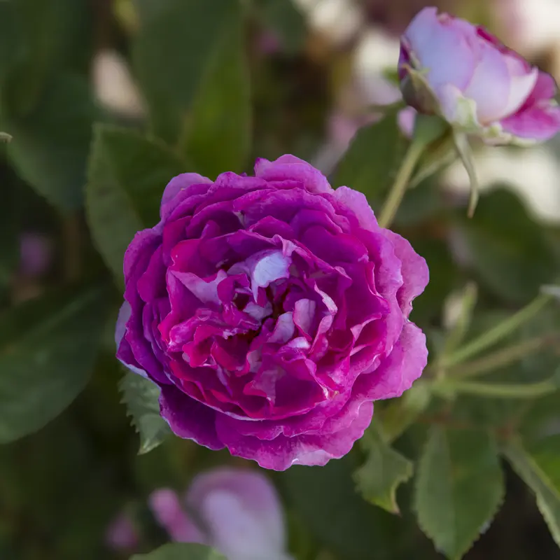 Cosmic Clouds™ Shrub Rose - Image 13