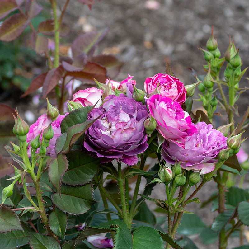 Cosmic Clouds™ Shrub Rose - Image 14