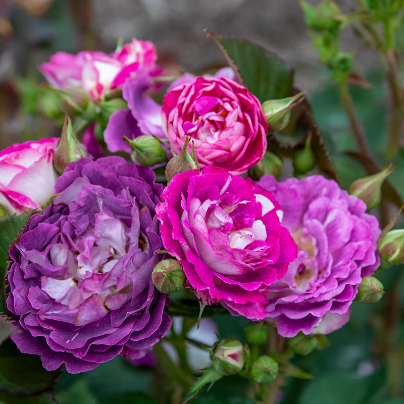Cosmic Clouds™ Shrub Rose - Image 2
