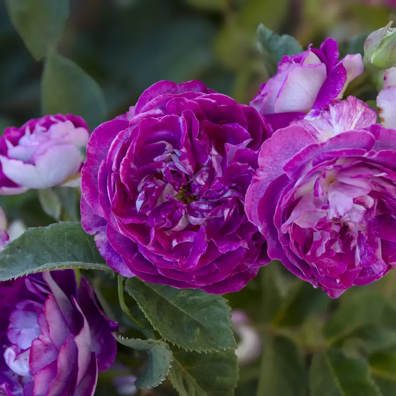 Cosmic Clouds™ Shrub Rose - Image 6