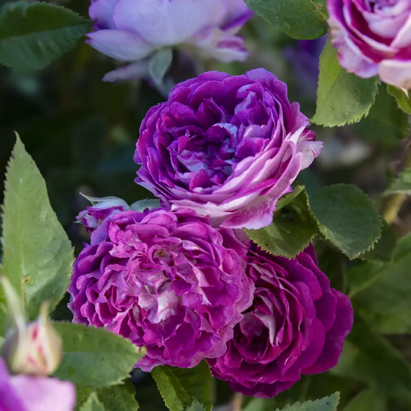 Cosmic Clouds™ Shrub Rose - Image 8