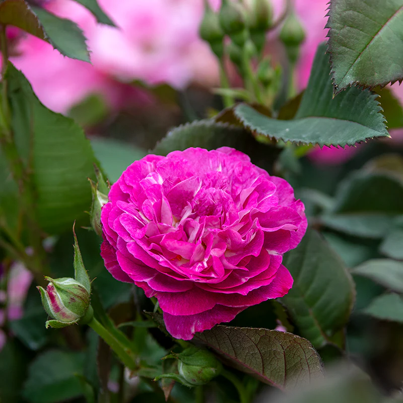 Cosmic Clouds™ Shrub Rose - Image 9