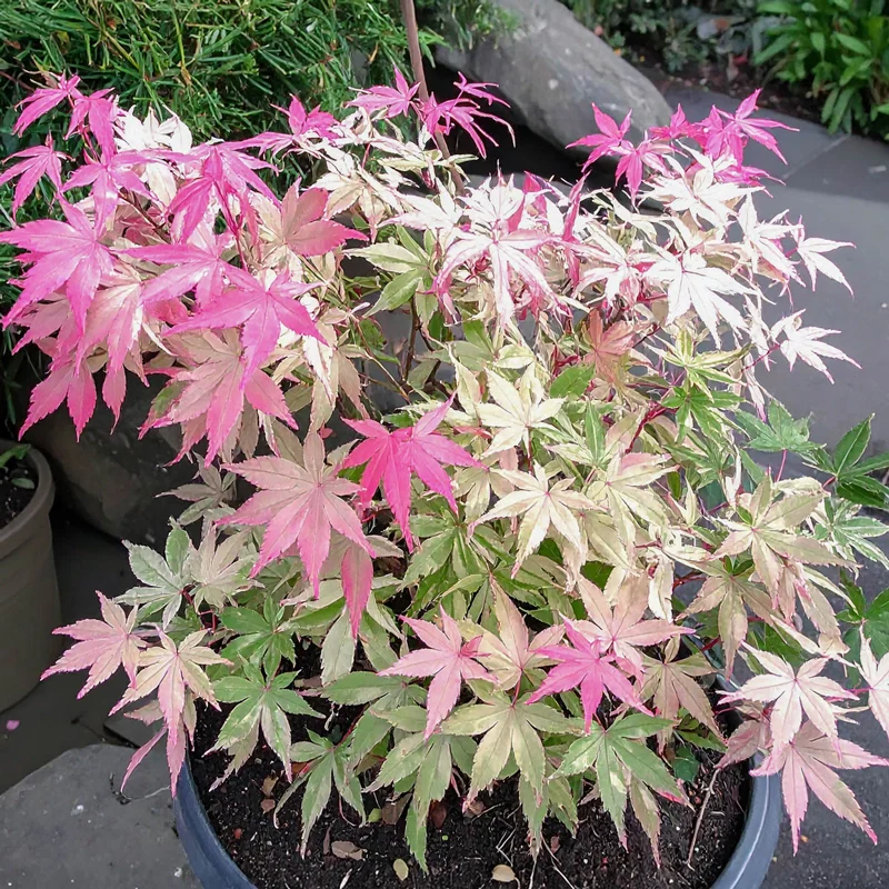 Cotton Candy Japanese Maple
