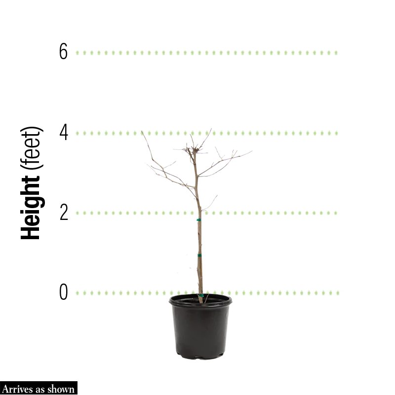 Ann Magnolia - Image 3