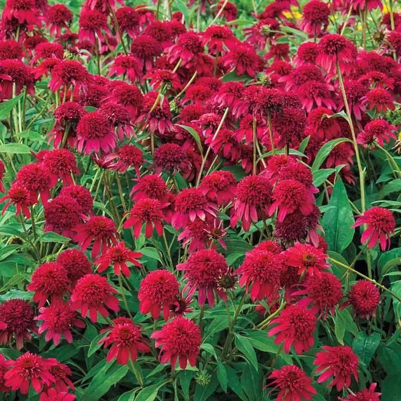 Double Scoop™ Cranberry Coneflower - Image 3