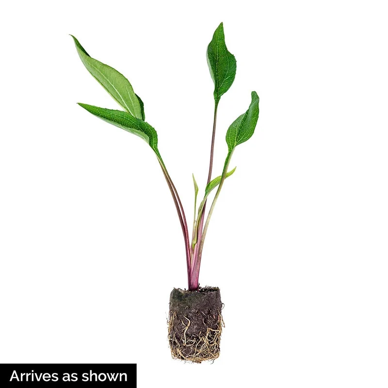 Double Scoop™ Cranberry Coneflower - Image 4