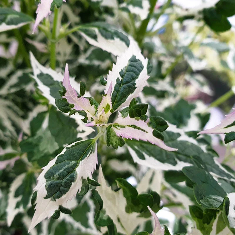 Crazy Fortune Hummingbird Mint - Image 2