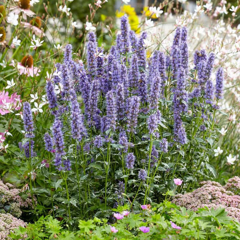 Crazy Fortune Hummingbird Mint - Image 3