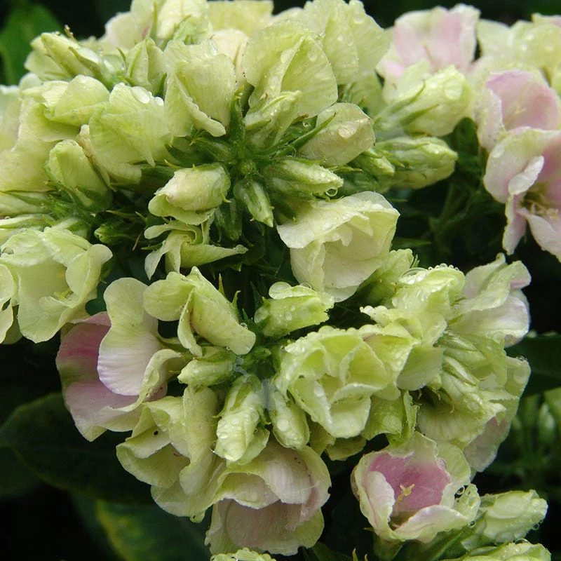 Crème de la Crème Phlox - Image 2