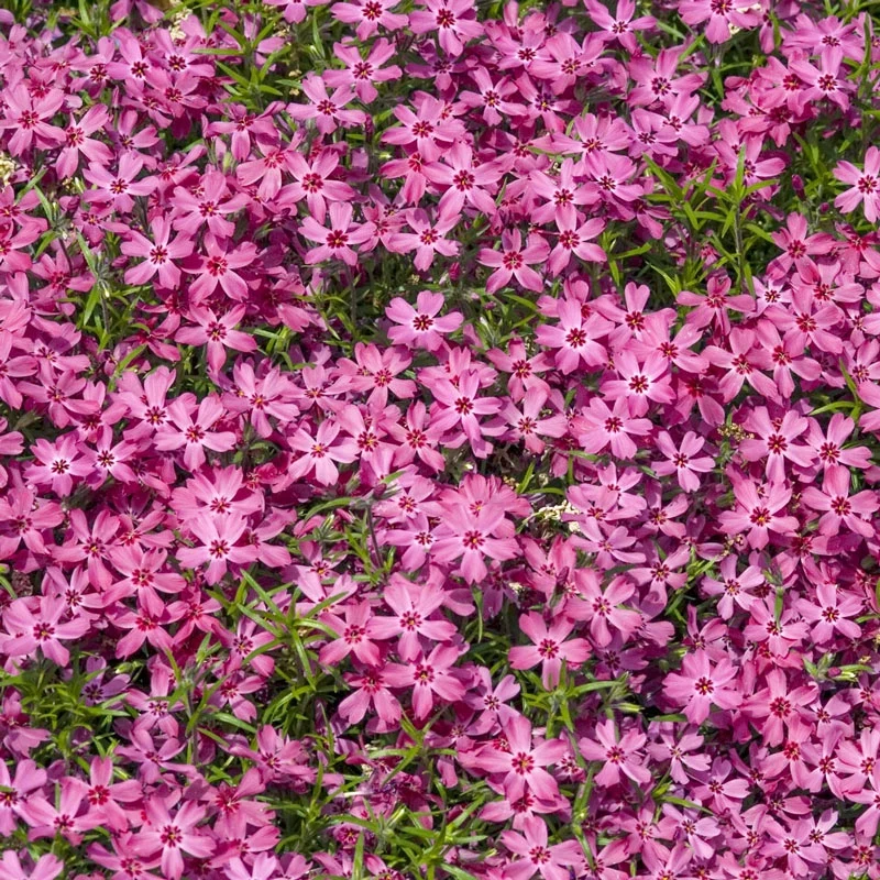 Crimson Beauty Carpet Phlox