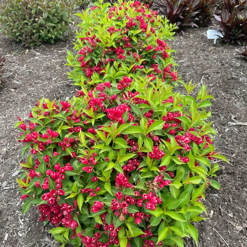 Crimson Kisses® Weigela - Image 2