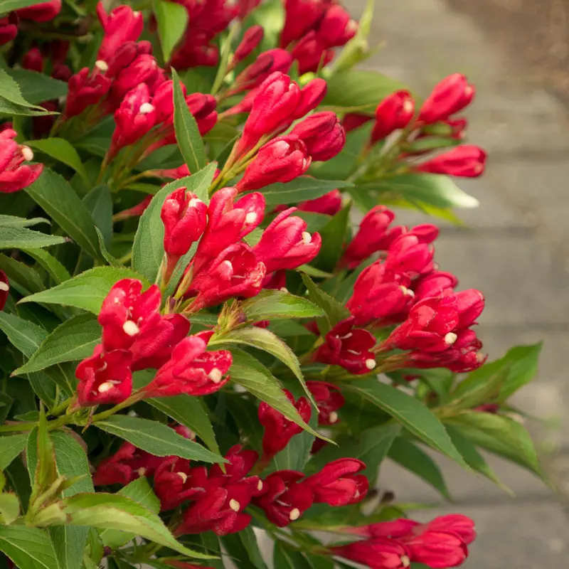 Crimson Kisses® Weigela - Image 3
