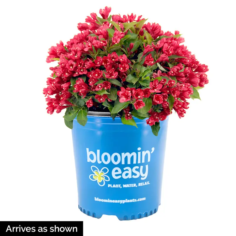 Crimson Kisses® Weigela - Image 4