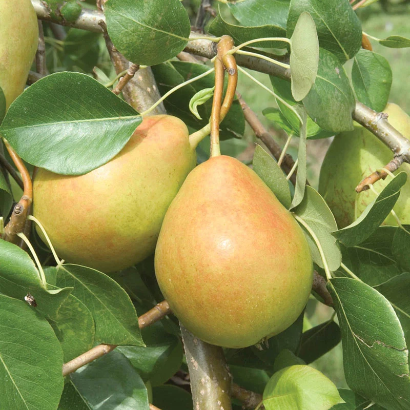 Crisp 'n Sweet™ Pear