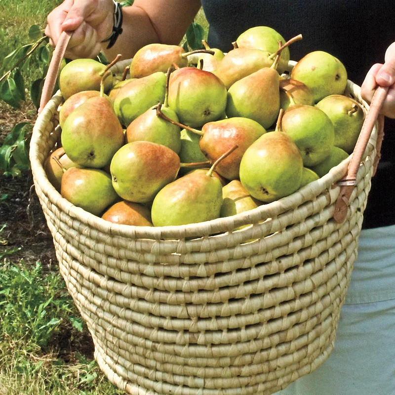 Crisp 'n Sweet™ Pear - Image 2
