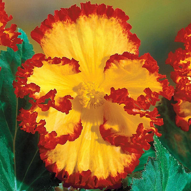 Crispa Marginata Begonia Mix - Image 3