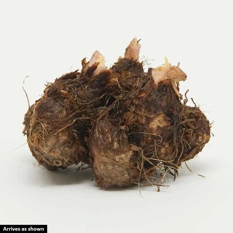 Crispa Marginata Begonia Mix - Image 4