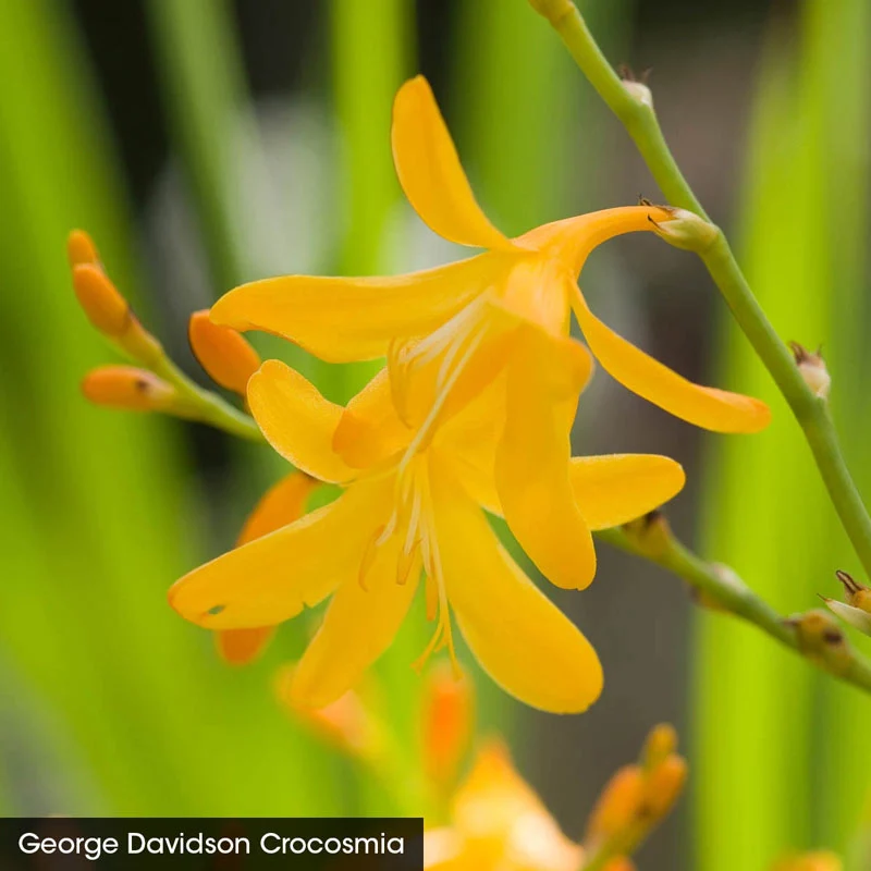 Crocosmia Trio - Image 2