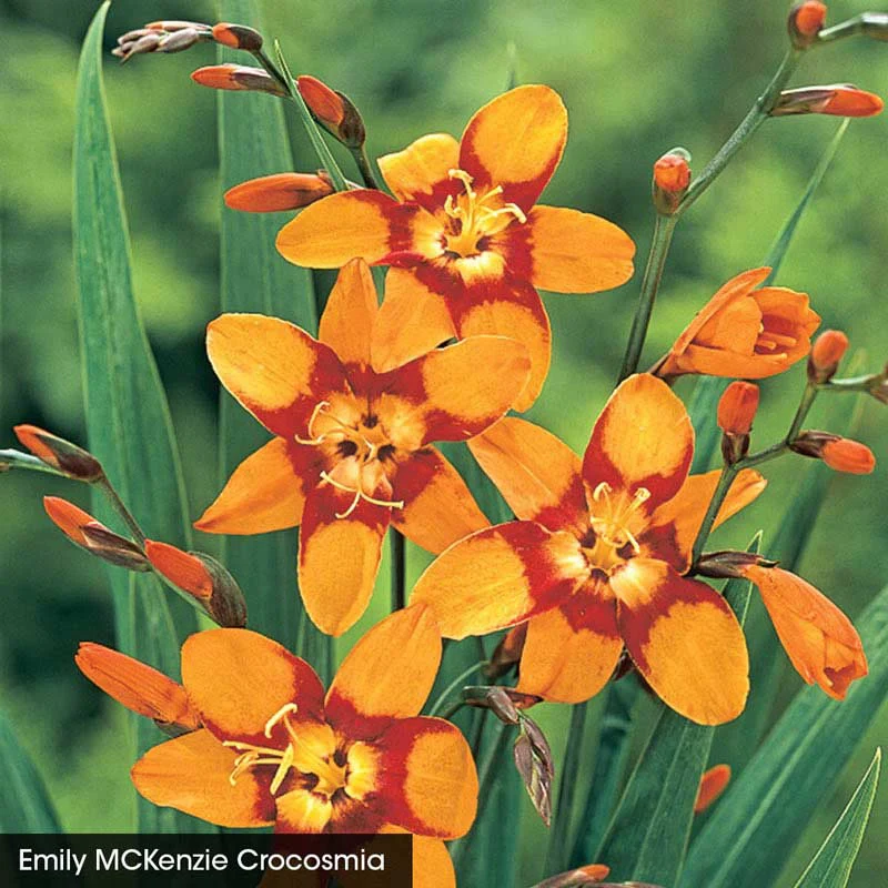 Crocosmia Trio - Image 3