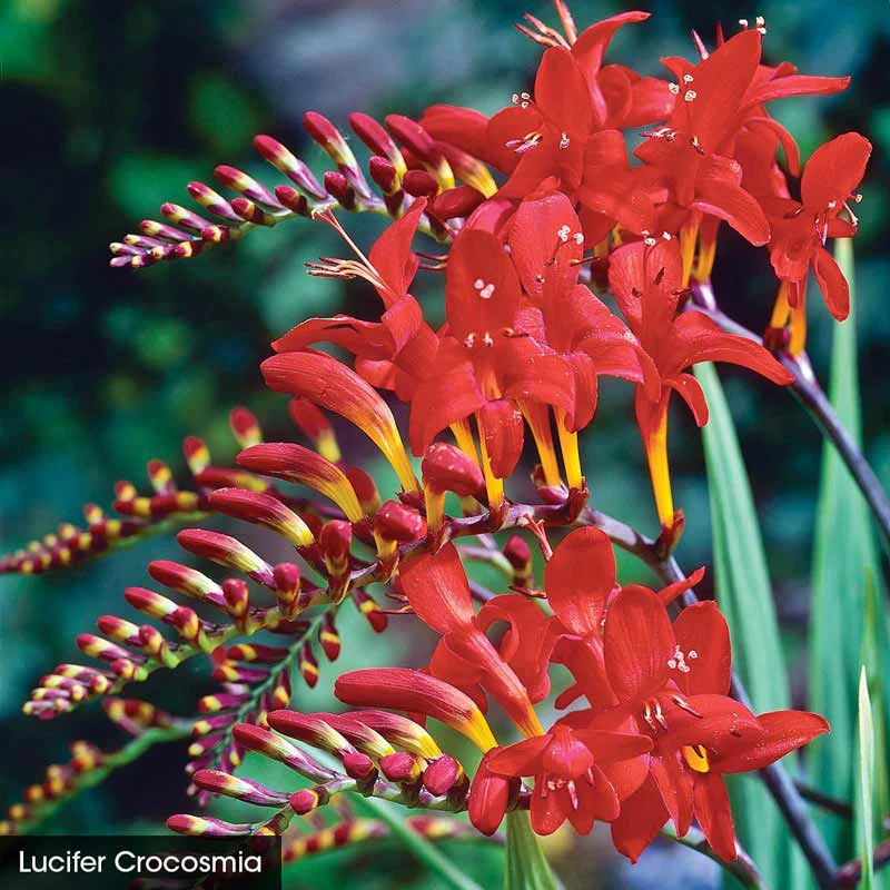 Crocosmia Trio - Image 4