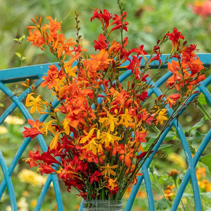 Crocosmia Trio - Image 5
