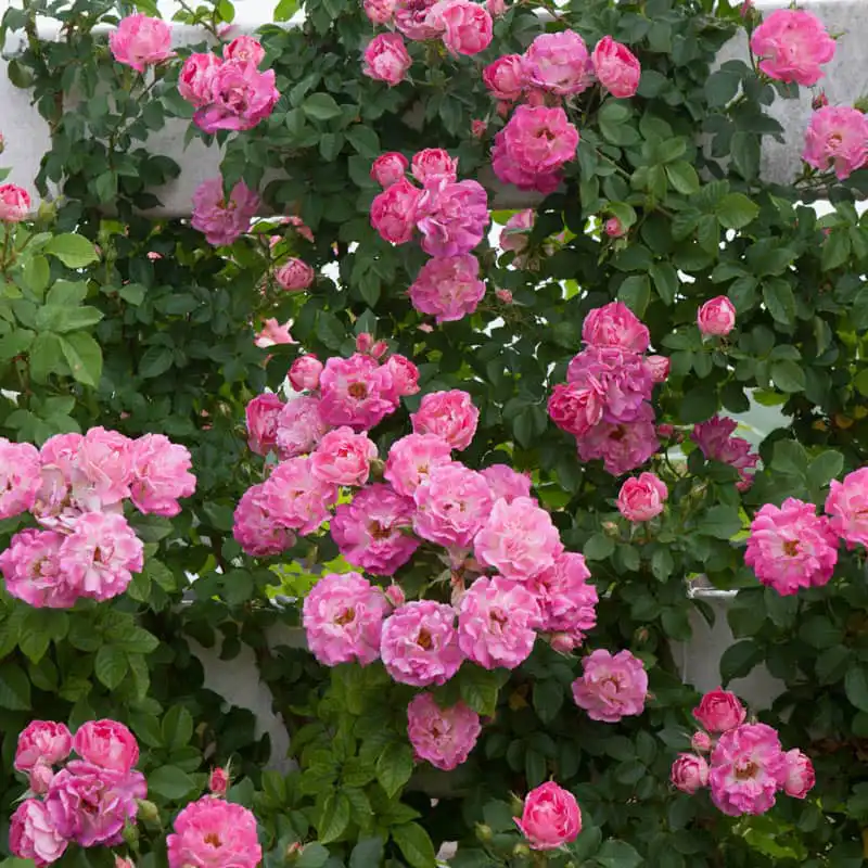 Cupid's Kisses® Climbing Patio  Rose
